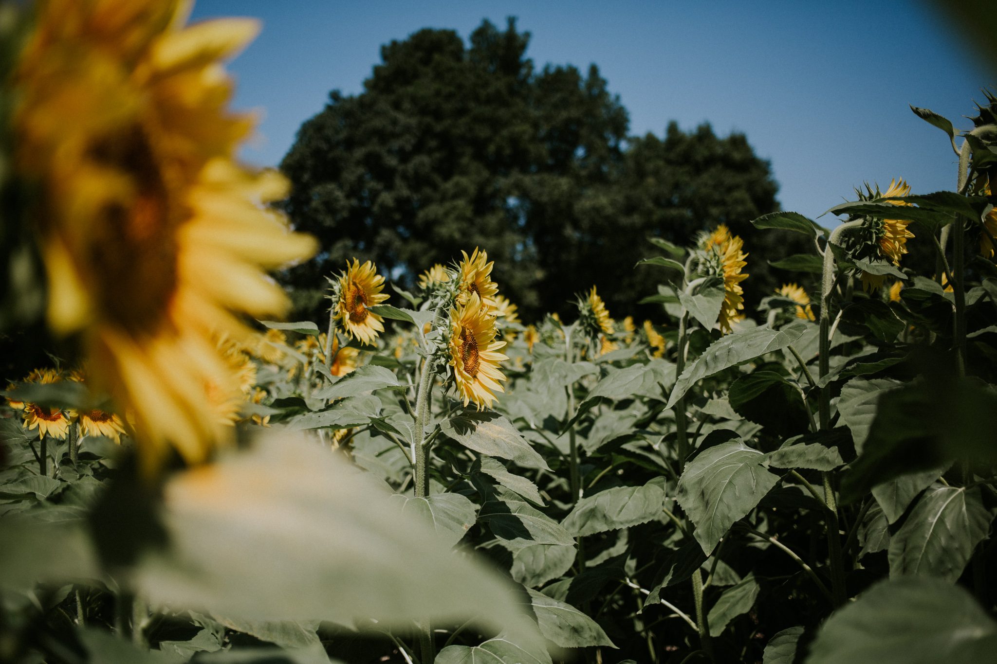 A field of beautiful sunflowers nod in the heat outside the wedding venue Chateau St Paul, Marry Me In France