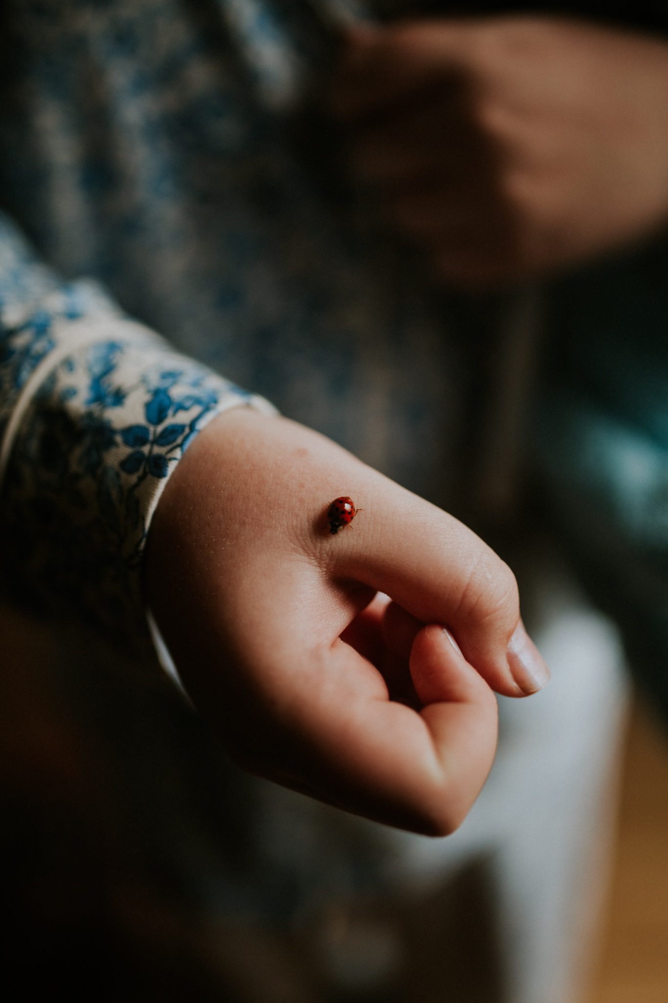 A detail photo on a ladybird on the back of a hand at Scorrier House in Cornwall